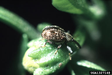 pepper weevil (Anthonomus eugenii ) on pepper (Capsicum spp. ) - 1327148