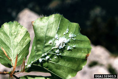 woolly beech aphid (Phyllaphis fagi ) on European beech (Fagus sylvatica ) - 1329013