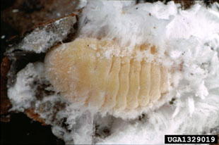 Marchalina hellenica (Marchalina hellenica ) on Italian stone pine (Pinus pinea ) - 1329019