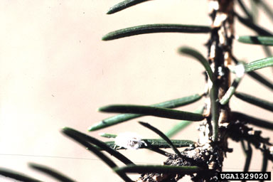 puto antennatus (Puto antennatus ) on Norway spruce (Picea abies ) - 1329020