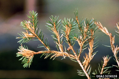 spruce needle tortricid (Epinotia tedella ) on Norway spruce (Picea abies ) - 1329028