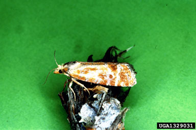 European pine shoot moth (Rhyacionia buoliana ) on Austrian pine (Pinus nigra ) - 1329031
