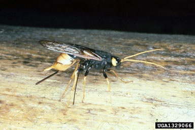 giant wood wasp (Urocerus gigas gigas) on Norway spruce (Picea abies ) - 1329066