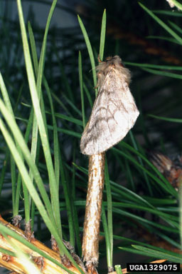 pine processionary moth (Thaumetopoea pityocampa ) on Austrian pine (Pinus nigra ) - 1329075