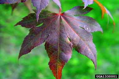 Japanese maple, Acer palmatum  (Sapindales: Aceraceae) - 1330001