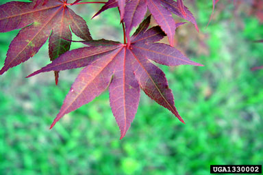Japanese maple, Acer palmatum  (Sapindales: Aceraceae) - 1330002