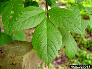 boxelder, Acer negundo  (Sapindales: Aceraceae) - 1330011