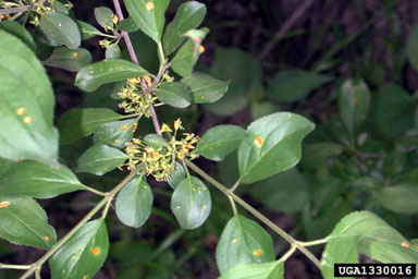 European buckthorn, Rhamnus cathartica  (Rhamnales: Rhamnaceae) - 1330016