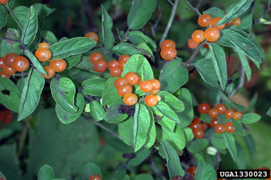 Tatarian honeysuckle, Lonicera tatarica  (Dipsacales: Caprifoliaceae) - 1330023