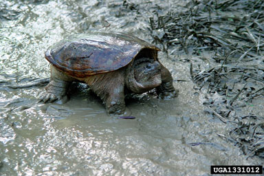 common snapping turtle, Chelydra serpentina  (Testudines: Chelydridae) - 1331012