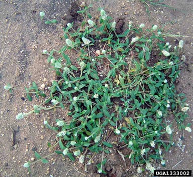 prostrate globe-amaranth, Gomphrena serrata  (Caryophyllales: Amaranthaceae) - 1333002