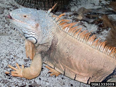 green iguana, Iguana iguana  (Squamata: Iguanidae) - 1333009