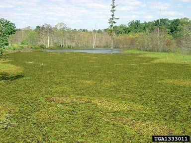 giant salvinia, Salvinia molesta  (Hydropteridales: Salviniaceae) - 1333011