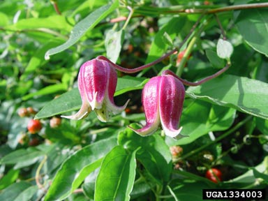 vasevine, Clematis viorna  (Ranunculales: Ranunculaceae) - 1334003