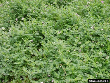 crownvetch, Securigera varia  (Fabales: Fabaceae (Leguminosae)) - 1334016