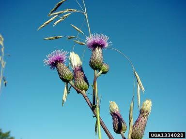 Canada thistle, Cirsium arvense  (Asterales: Asteraceae) - 1334020
