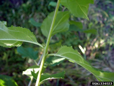 European buckthorn, Rhamnus cathartica  (Rhamnales: Rhamnaceae) - 1334023