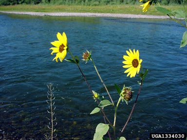 common sunflower, Helianthus annuus  (Asterales: Asteraceae) - 1334030