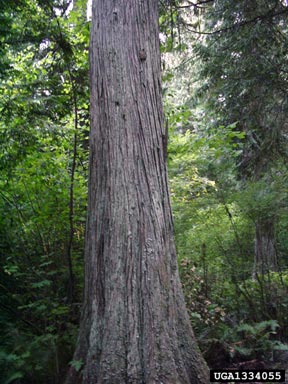 western red cedar, Thuja plicata  (Pinales: Cupressaceae) - 1334055