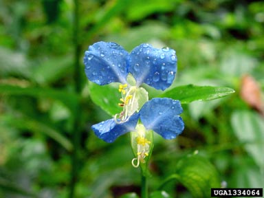 Asiatic dayflower, Commelina communis  (Commelinales: Commelinaceae) - 1334064