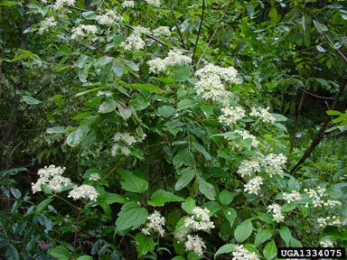devil's darning needles, Clematis virginiana  (Ranunculales: Ranunculaceae) - 1334075