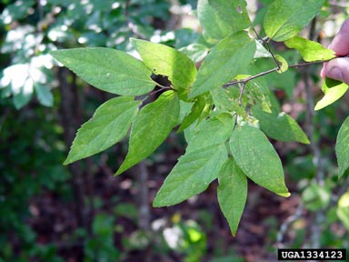 sugarberry, Celtis laevigata  (Urticales: Ulmaceae) - 1334123