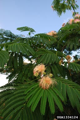 mimosa, Albizia julibrissin  (Fabales: Fabaceae (Leguminosae)) - 1334124