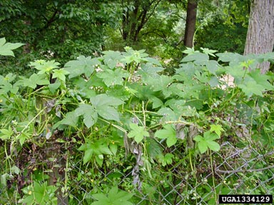 Japanese hop, Humulus japonicus  (Urticales: Cannabaceae) - 1334129