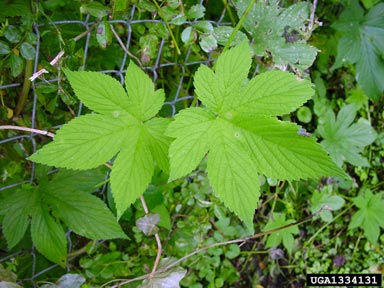 Japanese hop, Humulus japonicus  (Urticales: Cannabaceae) - 1334131