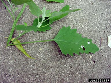 lambsquarters, Chenopodium album  (Caryophyllales: Chenopodiaceae) - 1334137
