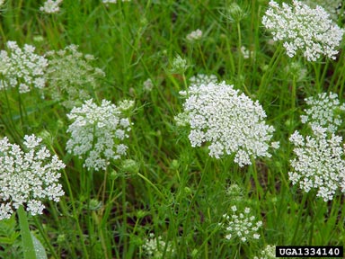 Queen Anne's lace, wild carrot, Daucus carota  (Apiales: Apiaceae) - 1334140