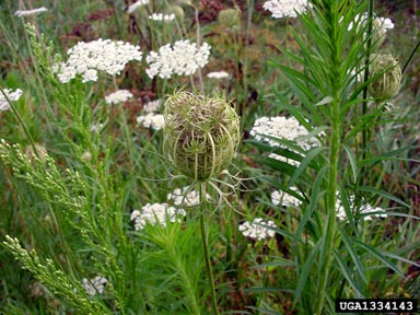 Queen Anne's lace, wild carrot, Daucus carota  (Apiales: Apiaceae) - 1334143
