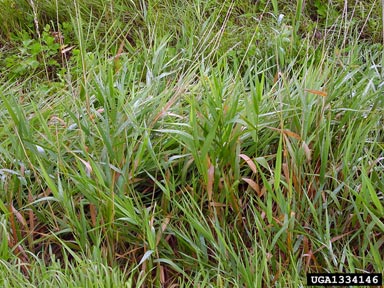 reed canarygrass, Phalaris arundinacea  (Cyperales: Poaceae) - 1334146