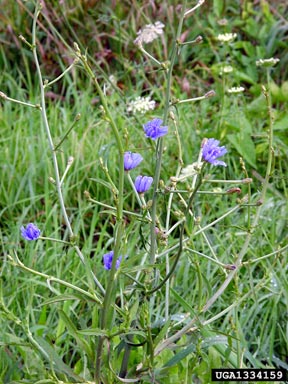 chicory, Cichorium intybus  (Asterales: Asteraceae) - 1334159