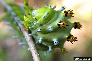 cecropia moth, Hyalophora cecropia  (Lepidoptera: Saturniidae) - 1335012