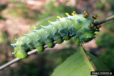cecropia moth, Hyalophora cecropia  (Lepidoptera: Saturniidae) - 1335014
