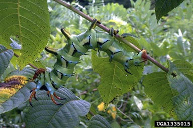 hickory horned devil, Citheronia regalis  (Lepidoptera: Saturniidae) - 1335015