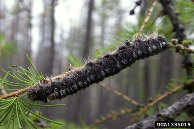 Siberian moth (Dendrolimus sibiricus ) on Siberian larch (Larix sibirica ) - 1335019