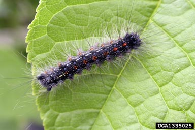 Asian gypsy moth, Lymantria dispar asiatica (Lepidoptera: Lymantriidae) - 1335025