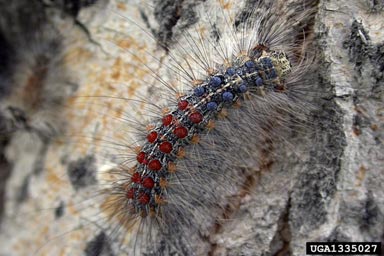 Asian gypsy moth, Lymantria dispar asiatica (Lepidoptera: Lymantriidae) - 1335027