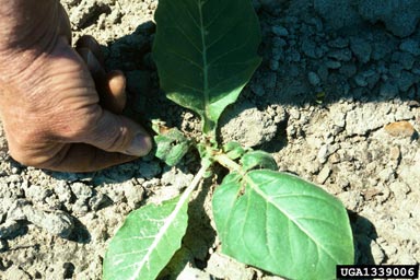 tobacco splitworm (Phthorimaea operculella ) on flue-cured tobacco (Nicotiana tabacum (flue-cured type)) - 1339006