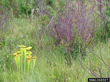 yellow pitcherplant, Sarracenia flava  (Nephenthales: Sarraceniaceae) - 1342027