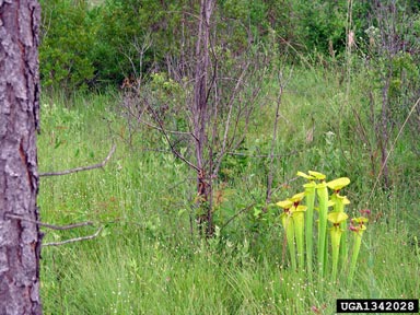 yellow pitcherplant, Sarracenia flava  (Nephenthales: Sarraceniaceae) - 1342028
