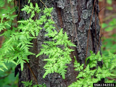 Japanese climbing fern, Lygodium japonicum  (Polypodiales: Lygodiaceae) - 1342031