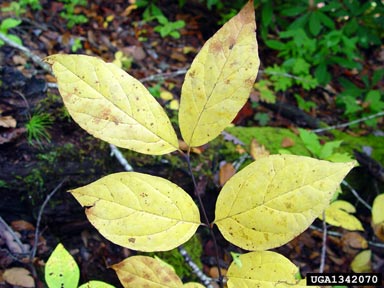 eastern sweetshrub, Calycanthus floridus  (Laurales: Calycanthaceae) - 1342070