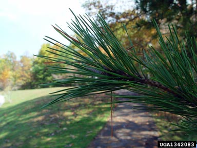 Table Mountain pine, Pinus pungens  (Pinales: Pinaceae) - 1342083