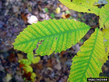 American chestnut, Castanea dentata  (Fagales: Fagaceae) - 1342088