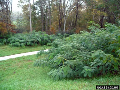 mimosa, Albizia julibrissin  (Fabales: Fabaceae (Leguminosae)) - 1342100