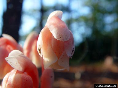 Indianpipe, Monotropa uniflora  (Ericales: Monotropaceae) - 1342110