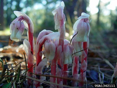 Indianpipe, Monotropa uniflora  (Ericales: Monotropaceae) - 1342111